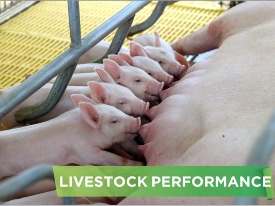 LIVESTOCK PERFORMANCE- VAN PHUNG