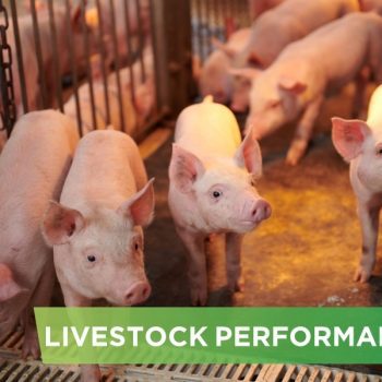 LIVESTOCK PERFORMANCE- TRAN VAN THONG