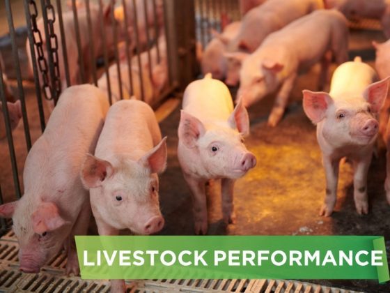 LIVESTOCK PERFORMANCE- TRAN VAN THONG