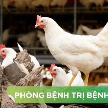 BỆNH NẤM PHỔI, NẤM DIỀU, NẤM ĐƯỜNG TIÊU HOÁ TRÊN GIA CẦM VÀ CÁCH PHÒNG TRỊ BỆNH