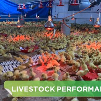 LIVESTOCK PERFORMANCE- HA TUYEN SYSTEM