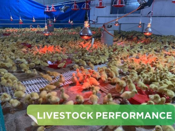 LIVESTOCK PERFORMANCE- HA TUYEN SYSTEM