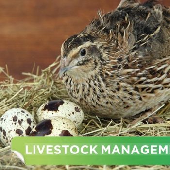 2 TYPICAL QUAIL LAYER CAGE MODELS