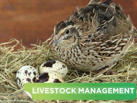 2 TYPICAL QUAIL LAYER CAGE MODELS