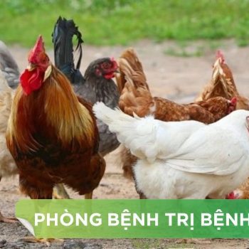 3 TRIỆU CHỨNG THƯỜNG GẶP VÀ CÁCH XỬ LÝ KHI PHÁT HIỆN GÀ NHIỄM BỆNH ORT