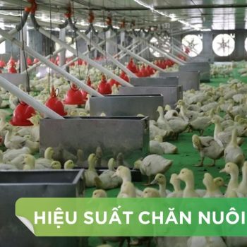 HIỆU SUẤT CHĂN NUÔI TRẠI VỊT THỊT – KHÁCH HÀNG MR.THẮNG