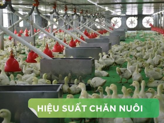 HIỆU SUẤT CHĂN NUÔI TRẠI VỊT THỊT – KHÁCH HÀNG MR.THẮNG