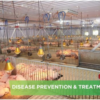 EFFECTIVE METHODS TO PREVENT SWINE FEVER