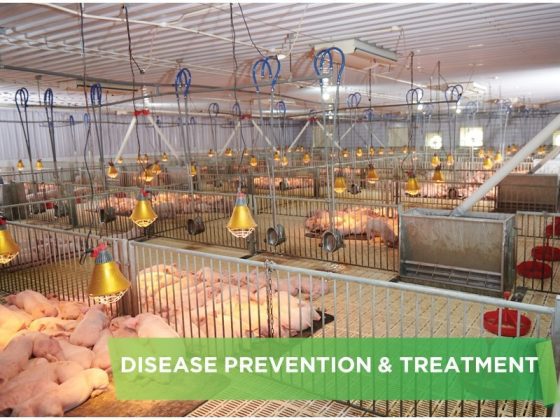 EFFECTIVE METHODS TO PREVENT SWINE FEVER
