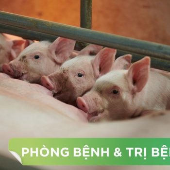 HIỂU VÀ PHÒNG CHỐNG DỊCH TẢ HEO CHÂU PHI HIỆU QUẢ TẠI TRANG TRẠI