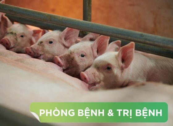 HIỂU VÀ PHÒNG CHỐNG DỊCH TẢ HEO CHÂU PHI HIỆU QUẢ TẠI TRANG TRẠI