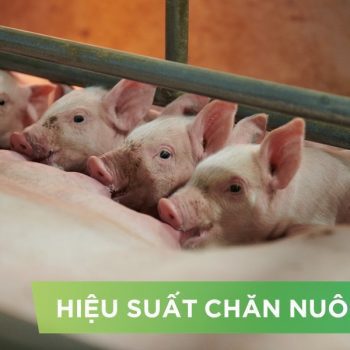HIỆU SUẤT CHĂN NUÔI TRẠI HEO THỊT – KHÁCH HÀNG TRẦN VĂN THÔNG