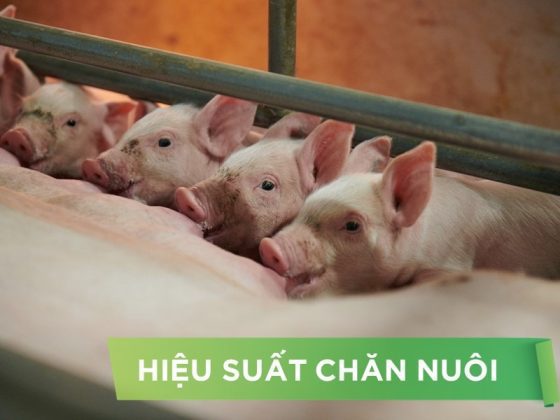 HIỆU SUẤT CHĂN NUÔI TRẠI HEO THỊT – KHÁCH HÀNG TRẦN VĂN THÔNG