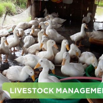 LAYING DUCK BREEDING TECHNIQUES IMPROVE LIVESTOCK PRODUCTIVITY BY 20%.