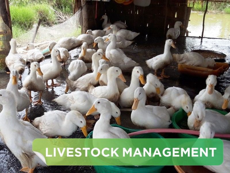 LAYING DUCK BREEDING TECHNIQUES IMPROVE LIVESTOCK PRODUCTIVITY BY 20%.