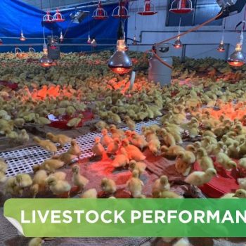 LIVESTOCK PERFORMANCE- MR.PHU
