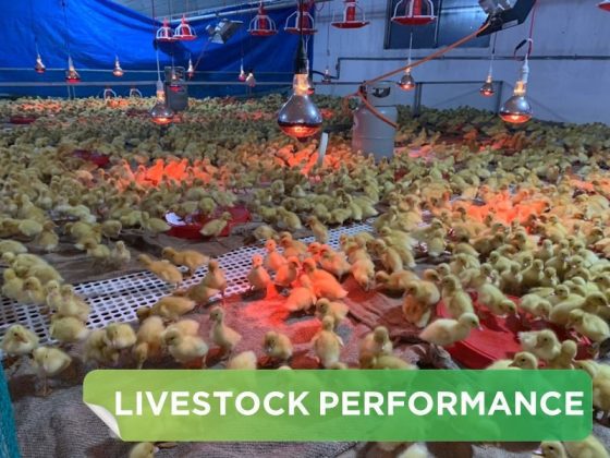 LIVESTOCK PERFORMANCE- MR.PHU