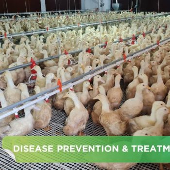 Lung Fungus, Crop Fungus, Digestive Tract Fungus in Poultry and How to Prevent and Treat Them