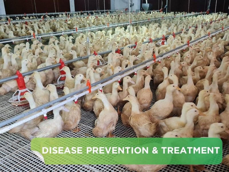 Lung Fungus, Crop Fungus, Digestive Tract Fungus in Poultry and How to Prevent and Treat Them