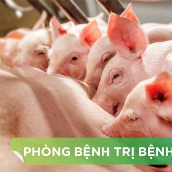 PHƯƠNG PHÁP PHÒNG BỆNH DỊCH TẢ HEO HIỆU QUẢ