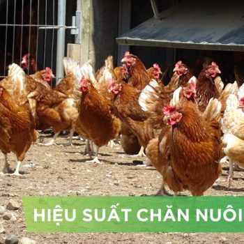 HIỆU SUẤT CHĂN NUÔI TRẠI GÀ- KHÁCH HÀNG LÊ HỮU TRÍ