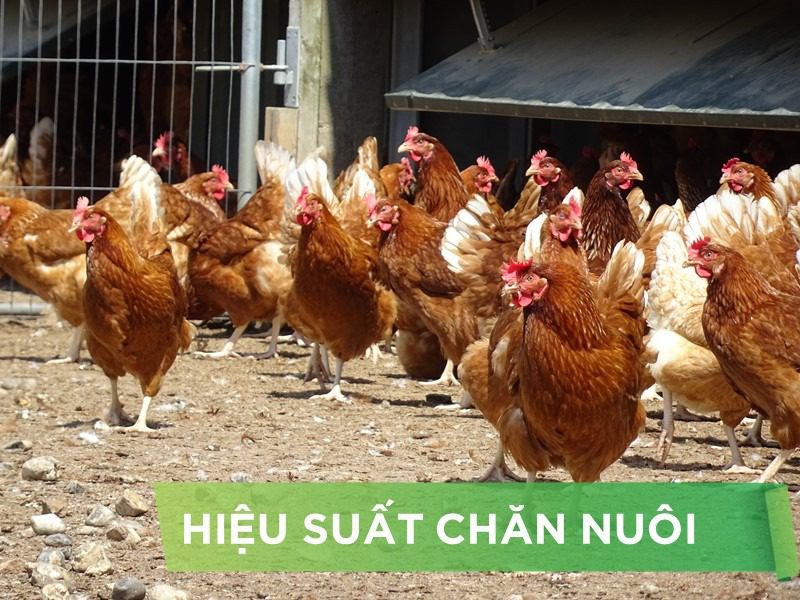 HIỆU SUẤT CHĂN NUÔI TRẠI GÀ- KHÁCH HÀNG LÊ HỮU TRÍ