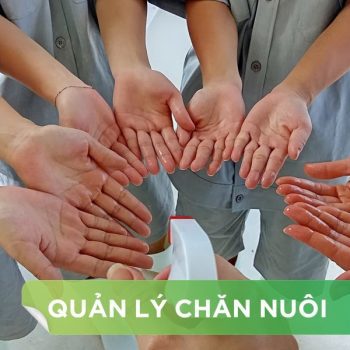 An Toàn Sinh Học Trong Chăn Nuôi Heo: Giải Pháp Bảo Vệ Đàn Heo Hiệu Quả