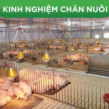 BỀN BỈ CÙNG BỘ GIẢI PHÁP 3 TRỤ CỘT GREENFEED ĐI TỚI THÀNH CÔNG CỦA KHÁCH HÀNG SINH SỞ TẠI BÌNH ĐỊNH