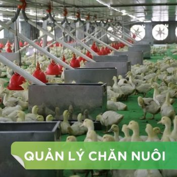 QUY TRÌNH VỆ SINH CHUỒNG TRẠI TRƯỚC KHI BẮT ĐẦU NHẬP MỘT ĐỢT GIỐNG MỚI