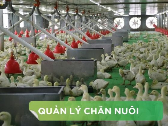QUY TRÌNH VỆ SINH CHUỒNG TRẠI TRƯỚC KHI BẮT ĐẦU NHẬP MỘT ĐỢT GIỐNG MỚI