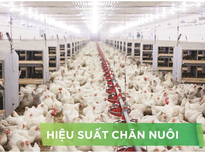 HIỆU SUẤT CHĂN NUÔI TRẠI GÀ- KHÁCH HÀNG LÊ THỊ THU 01