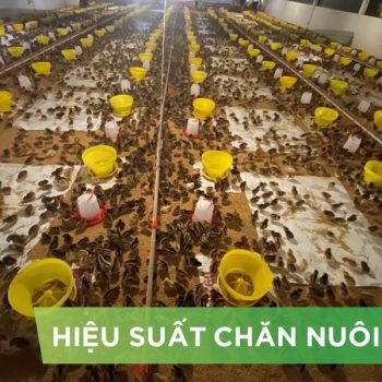 HIỆU SUẤT CHĂN NUÔI TRẠI GÀ THỊT – KHÁCH HÀNG CÔ KIM