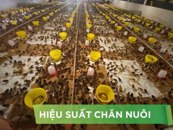 HIỆU SUẤT CHĂN NUÔI TRẠI GÀ THỊT – KHÁCH HÀNG CÔ KIM