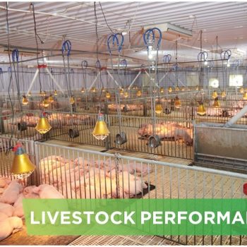LIVESTOCK PERFORMANCE- HA LIEN