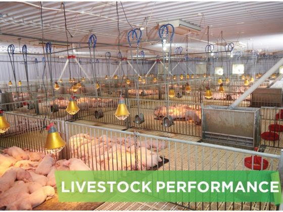 LIVESTOCK PERFORMANCE- HA LIEN