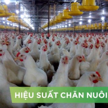 HIỆU SUẤT CHĂN NUÔI TRẠI GÀ – KHÁCH HÀNG LÊ THỊ THU 02
