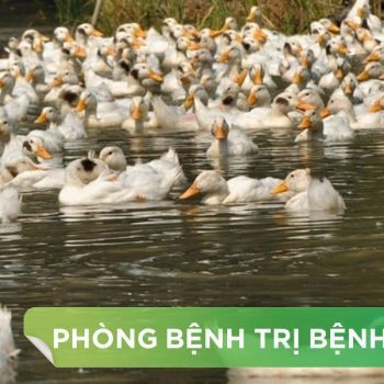 BỆNH VIÊM XOANG MŨI TRUYỀN NHIỄM TRÊN NGAN – VỊT