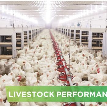 LIVESTOCK PERFORMANCE- LE THI THU 01