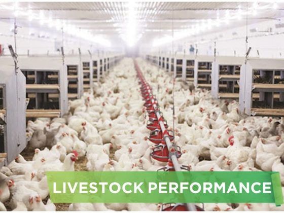 LIVESTOCK PERFORMANCE- LE THI THU 01