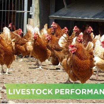 LIVESTOCK PERFORMANCE- LE HUU TRI