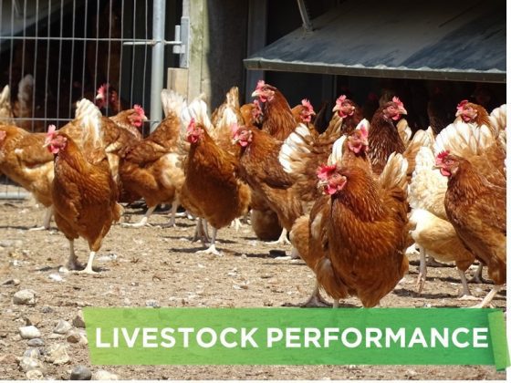 LIVESTOCK PERFORMANCE- LE HUU TRI