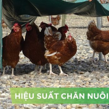 HIỆU SUẤT CHĂN NUÔI TRẠI GÀ- KHÁCH HÀNG NGUYỄN VĂN KIÊN