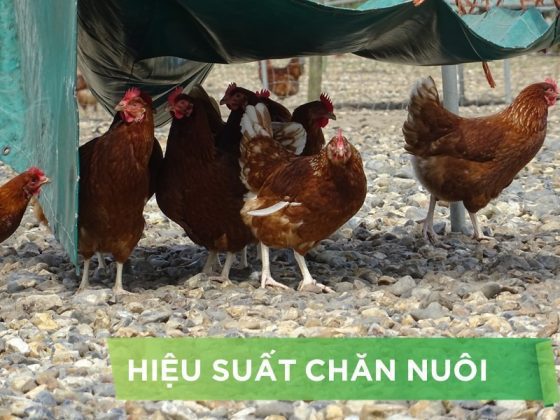HIỆU SUẤT CHĂN NUÔI TRẠI GÀ- KHÁCH HÀNG NGUYỄN VĂN KIÊN