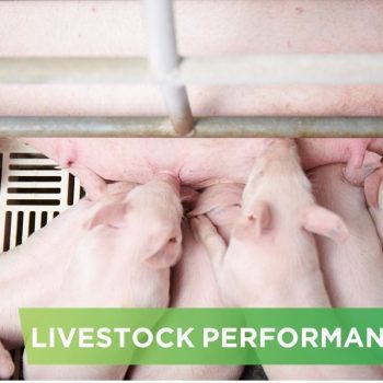LIVESTOCK PERFORMANCE- TRAN THI MY HANH