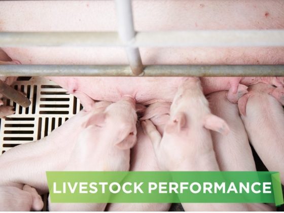 LIVESTOCK PERFORMANCE- TRAN THI MY HANH