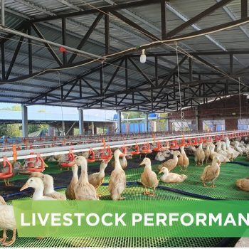 LIVESTOCK PERFORMANCE- TRAN PHUOC THANH