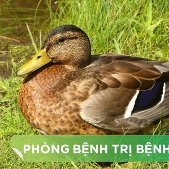BỆNH TỤ HUYẾT TRÙNG TRÊN VỊT – NGAN