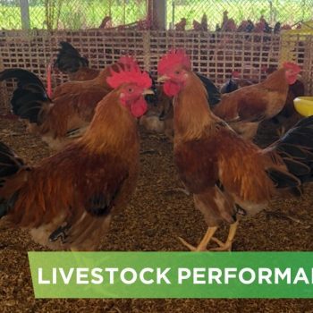 LIVESTOCK PERFORMANCE- MS.KIM