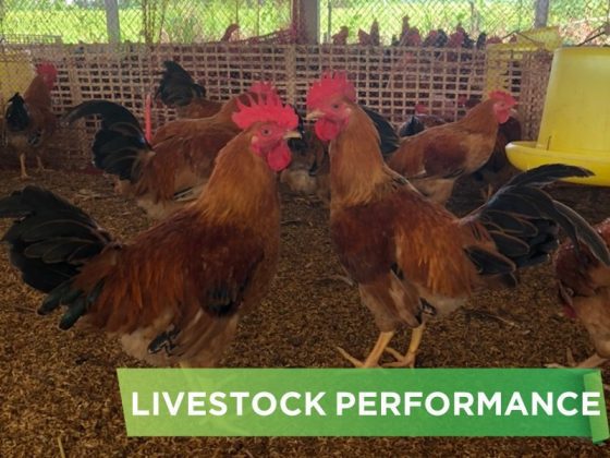 LIVESTOCK PERFORMANCE- MS.KIM