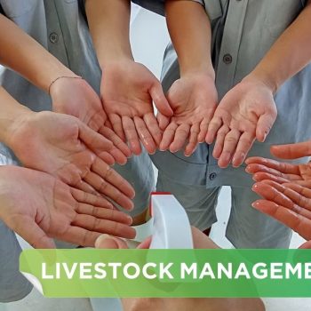 Biosecurity in Pig Farming: Effective Solutions to Protect Pig Herds